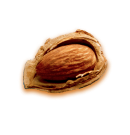 almond